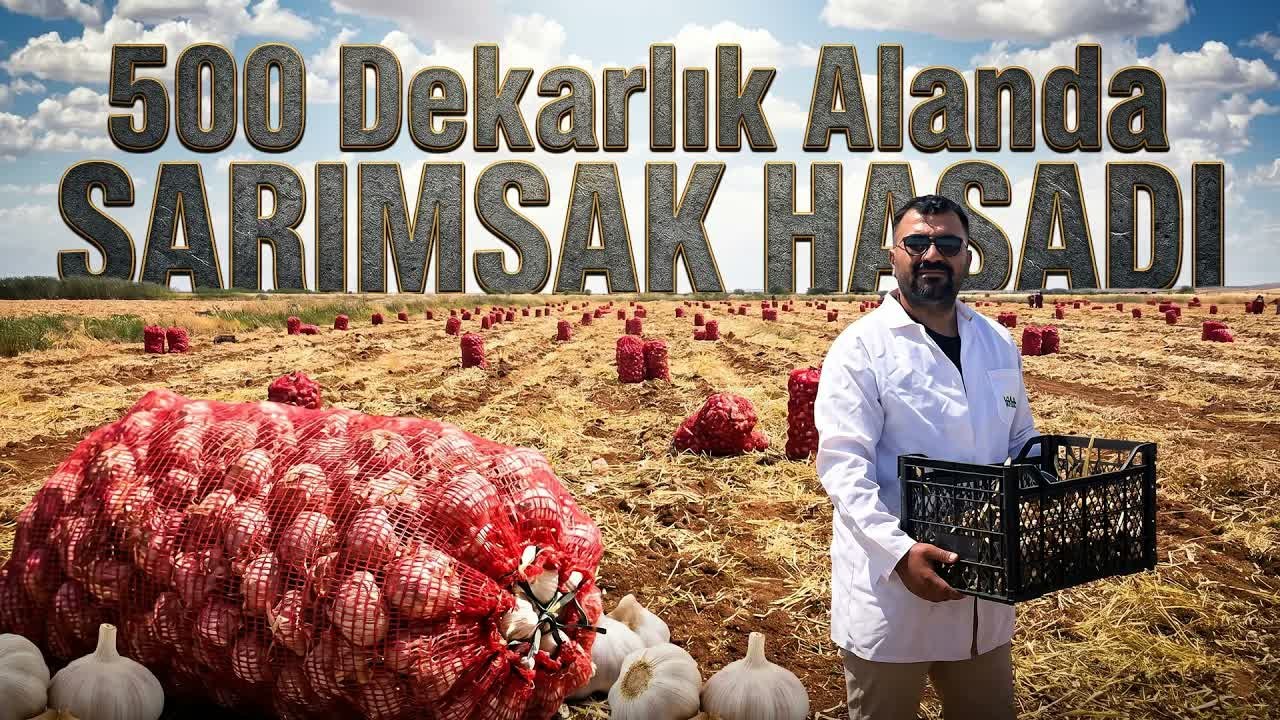İklim Şartları Verimi Düşürdü: Sarımsakta Geç Hasat!