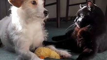 that adorable side eye
