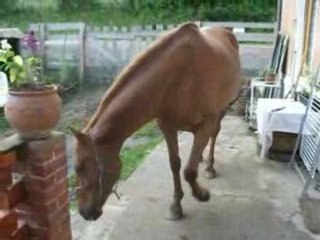 11.6.08balade-jm-sophie-moi-mamour-cannelle (13)