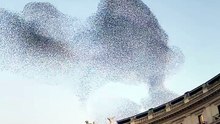 Yearly Murmuration of Starlings in Rome