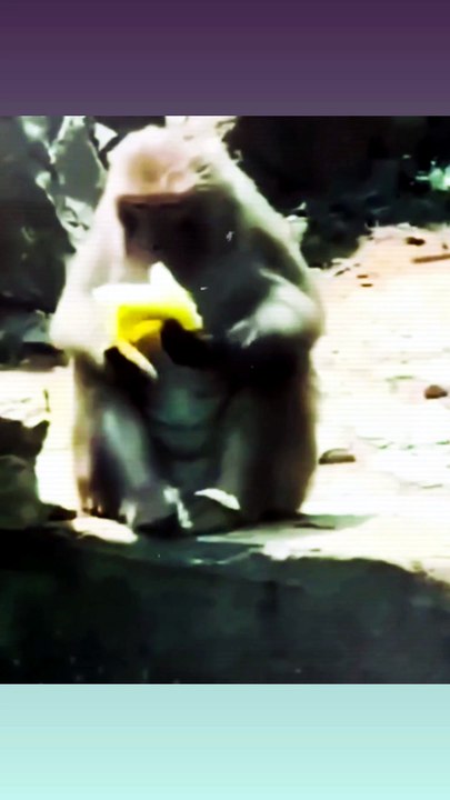 Monkey 🐒and human🚶   #monkey #human #comedy #funnyvideo #new