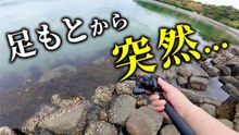 【穴釣り】足元から突然…石積の隙間に潜む大物