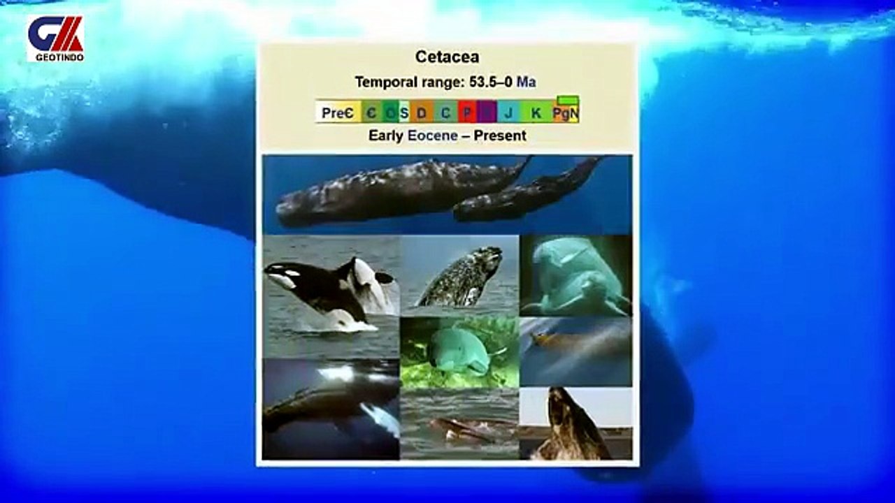 SPERM WHALES-1