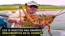 Los 15 insectos más enormes del mundo ¡Algunos son más grandes que un perro!