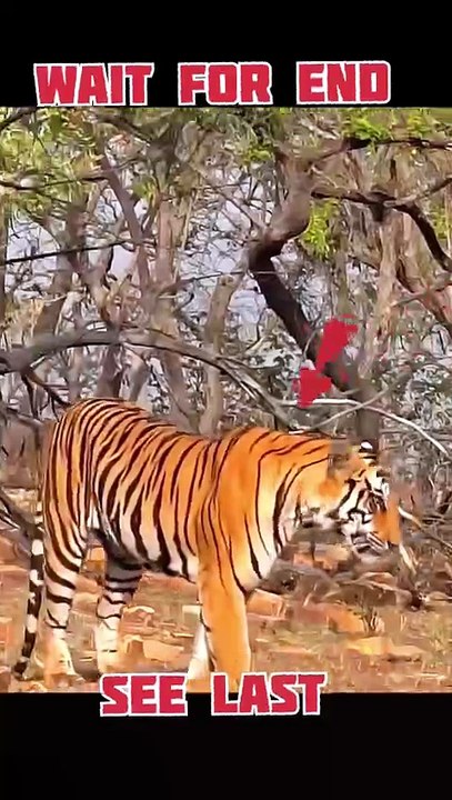 Tiger has more powerful #tiger #reels #shorts #video
