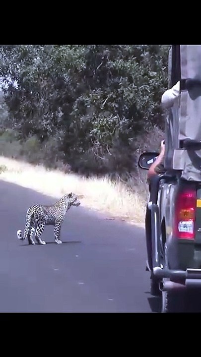 Wild Leopard Hunts Impala and Drags Heavy Kill High Into a Tree on African Safari