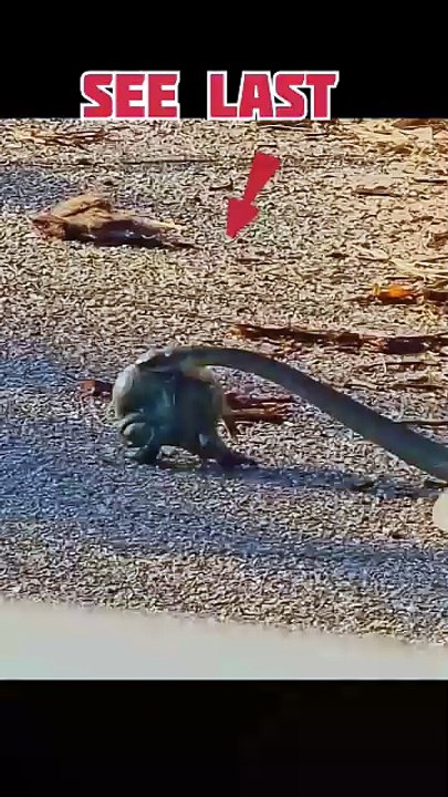 Snake and frog #reels #shorts #animals #wildanimlas #nature #trending #viral