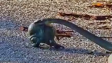 Snake and frog #reels #shorts #animals #wildanimlas #nature #trending #viral
