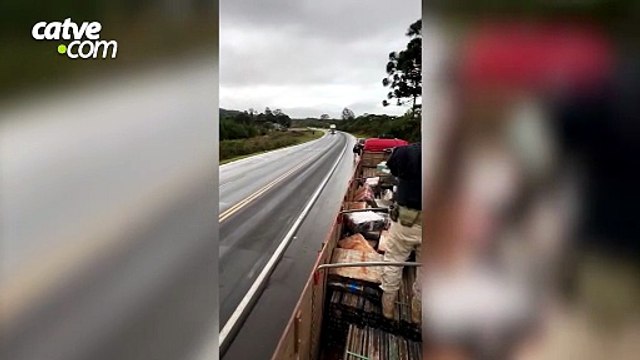 PRF apreende quase 2,5 toneladas de maconha na BR-277, em Guarapuava