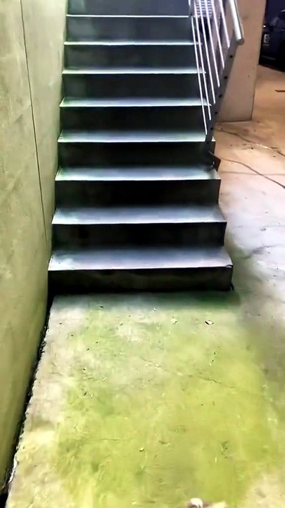 Cat fails 😭