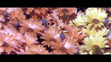 Animals Are Beautiful People 1974 美好的人民