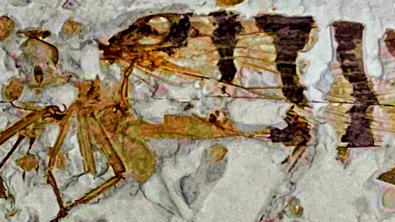 Insect fossils reveal preserved color patterns of long-dead species
