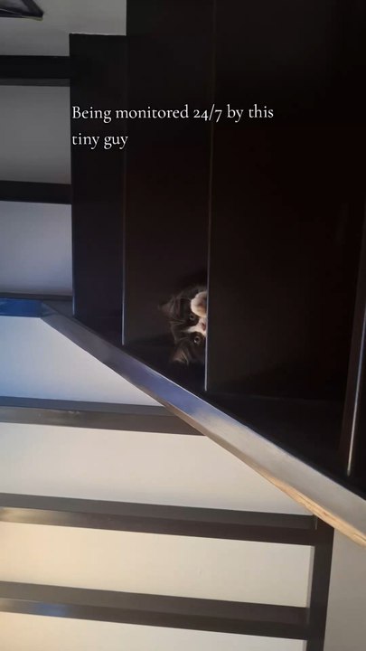 Cat daily