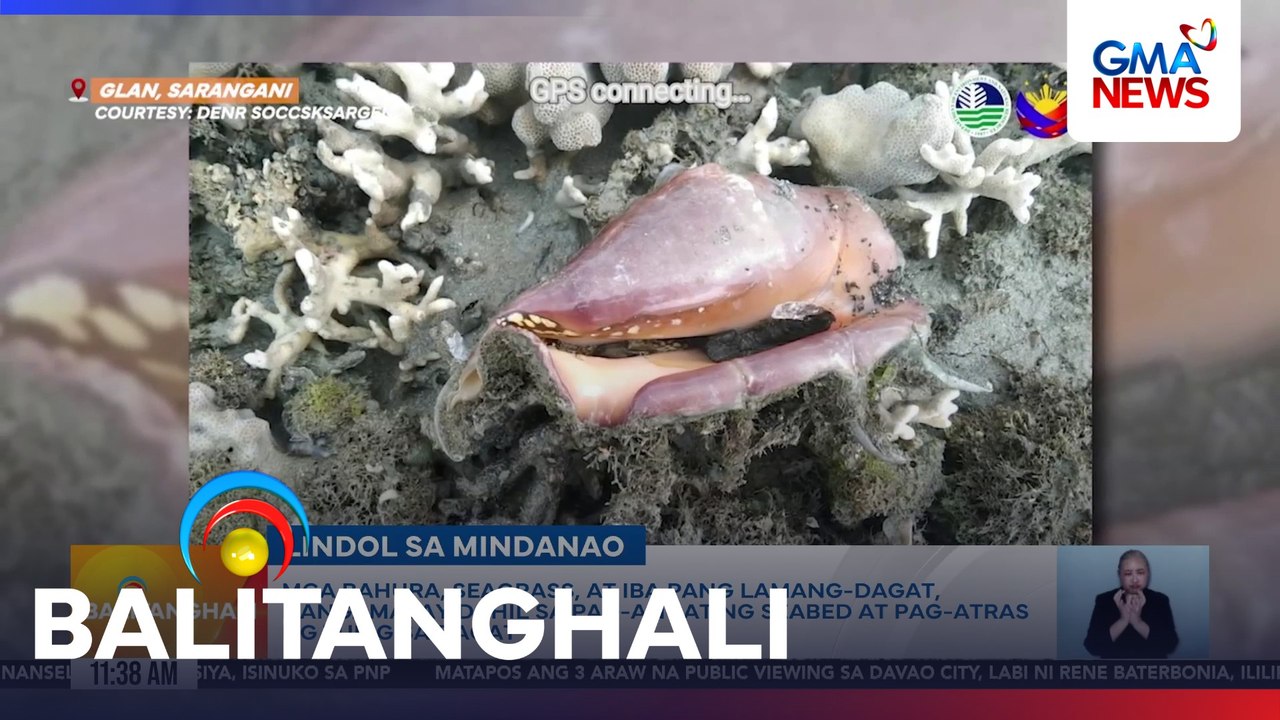 Mga bahura, seagrass, at iba pang lamang-dagat, nangamatay dahil sa pag-angat ng seabed at pag-atras ng tubig sa dagat | Balitanghali