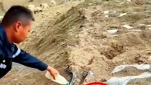 Rat-Catching Technique Used in China