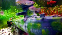 Aquarium in 4K - 1 Hour beautiful relax music for sleep and meditation 🐠_