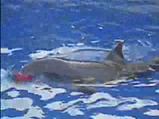 Dauphins et leurs ballons