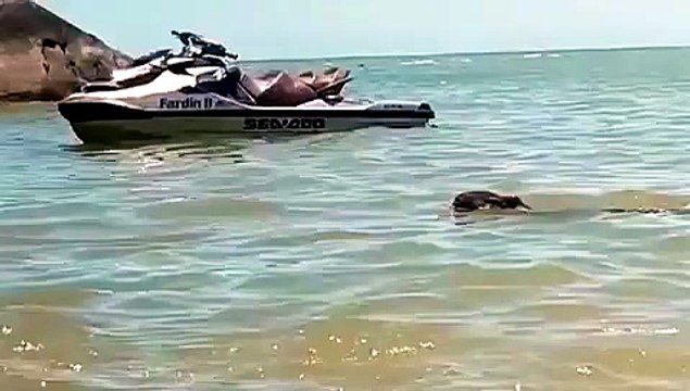 Vídeo: capivara nada perto de banhistas em praia de Iriri, em Anchieta
