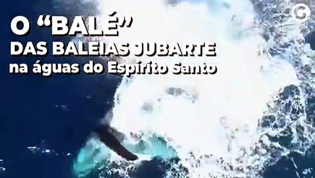 O balé das baleias jubarte nas águas do Espírito Santo