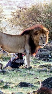 Rare Wildlife Encounter Male Lion and Lioness Peacefully Ignore Wild Eagle on Safari