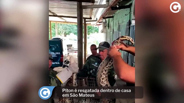 Píton é resgatada dentro de casa em São Mateus