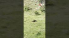 Domuzlara Geçit Vermeyen Kangallar Sürüyü Böyle Korudu!