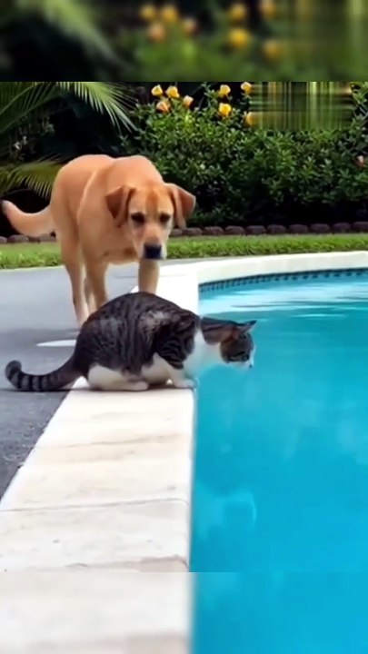 ​"Canine and Feline Antics"