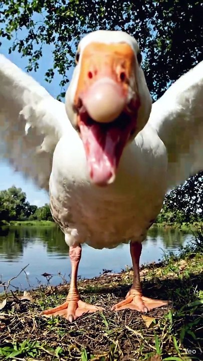 Angry Goose😤