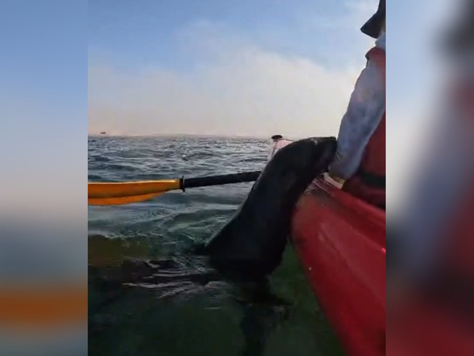 Seehunde kapern Kajak auf offener See