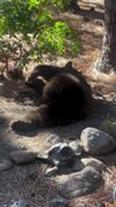Black Bear Relaxes on Home's Backyard