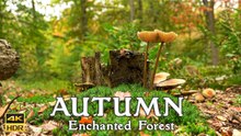 Autumn 🍄 | Enchanting forest | Scenic Relaxation | HDR | 4K🌿#autumn #relaxation