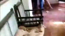 सतना राजपरिवार गोलीकांड का नया वीडियो, फायरिंग करती दिखीं सुनीता सिंह