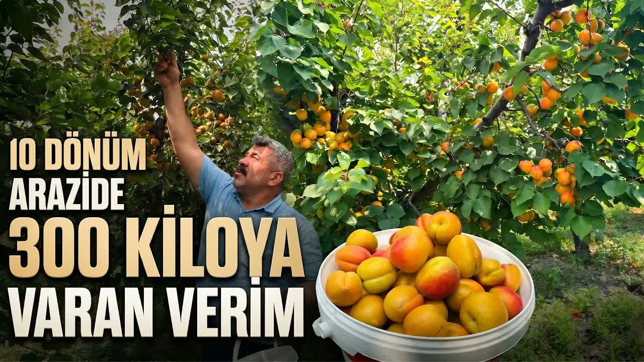 Kayısı Üreticisi; Ziraat Mühendisi Tavsiyesiyle Başladı, Yüksek Kazanca Ulaştı