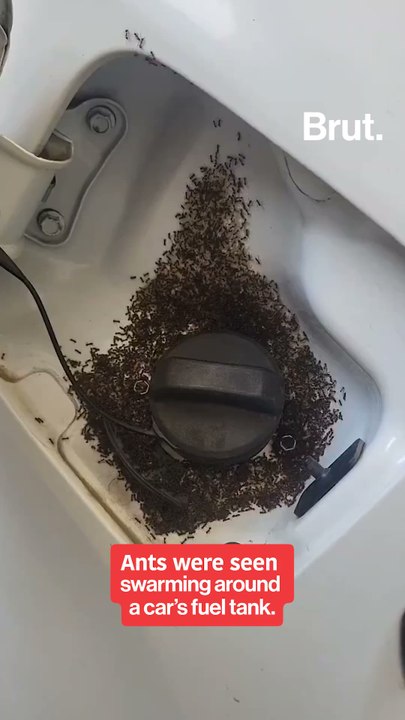 Ants swarm petrol