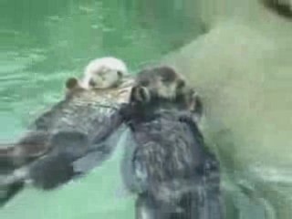 la sieste de castors en amoureux