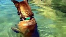 Just watching all the fishies