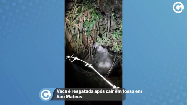 Vaca é resgatada após cair em fossa em São Mateus