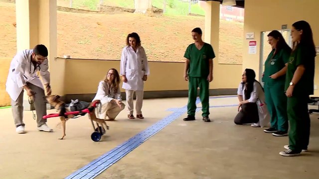 Veterinários criam cadeira de rodas para cachorrinha atropelada em Colatina