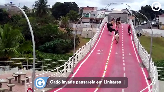 Gado invade passarela em Linhares