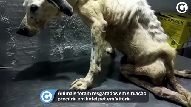 Animais foram resgatados em situação precária em hotel pet em Vitória