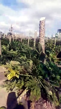 Lavouras de mamão e café são destruídas em Aracruz