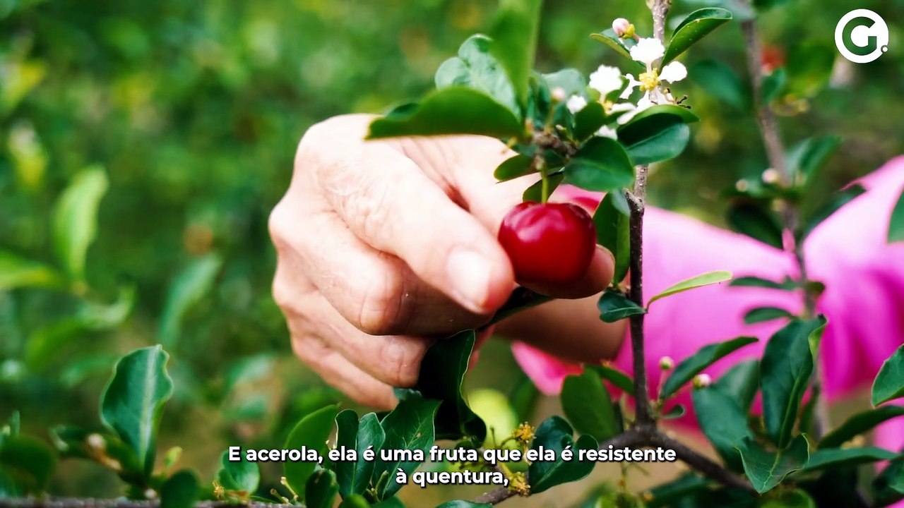 Frutas de cooperativa viajam o ES e alimentam alunos de escolas públicas