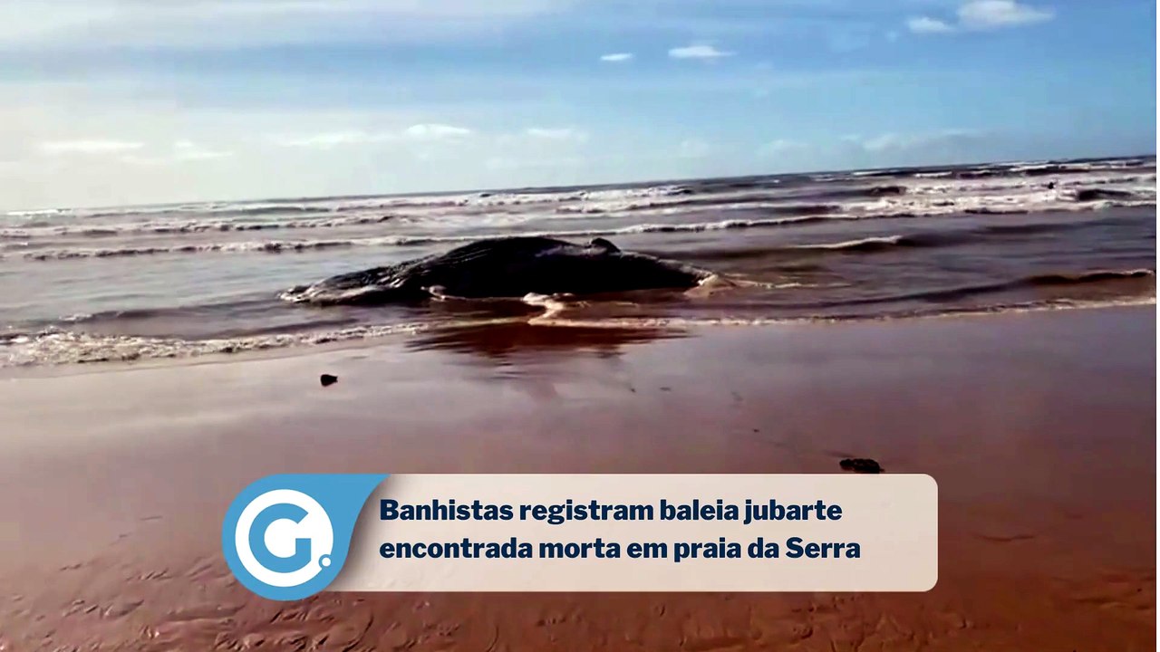 Baleia jubarte é encontrada morta em praia na Serra