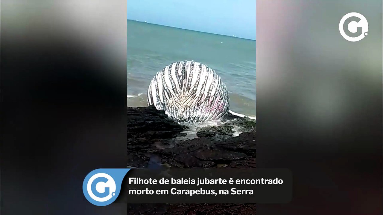 Filhote de baleia jubarte é encontrado morto em Carapebus, na Serra