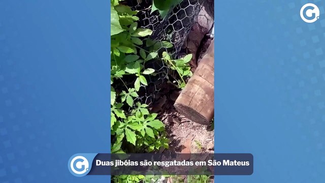 Duas jibóias são resgatadas em São Mateus