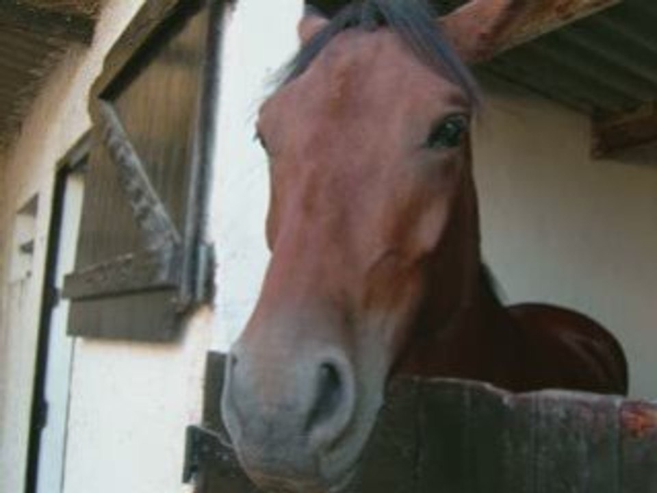 Les chevaux et poneys du club