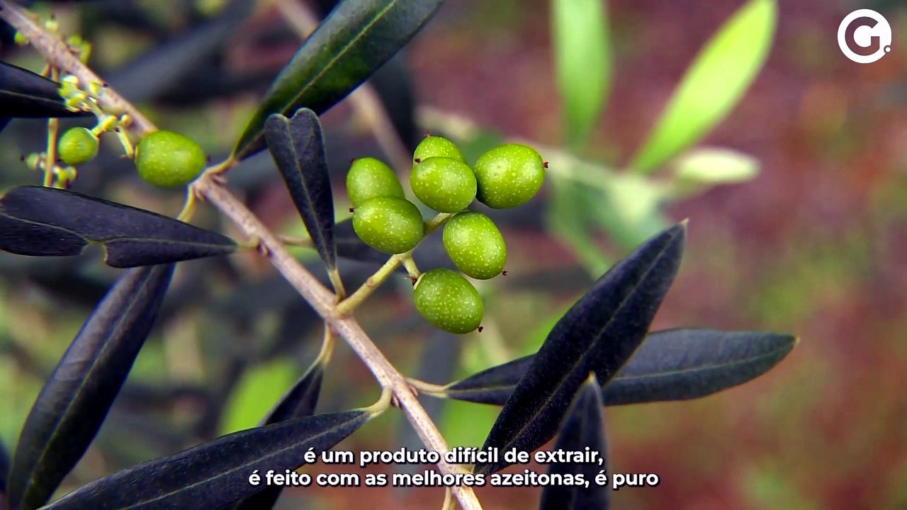 Azeite adulterado:  saiba como identificar e proteger a saúde