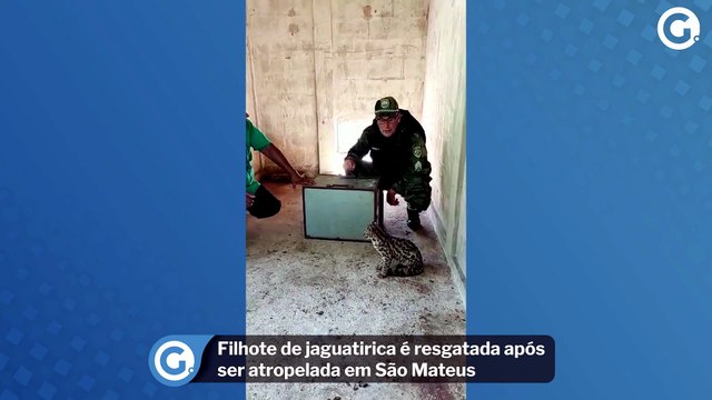 Filhote de jaguatirica é resgatada após ser atropelada em São Mateus
