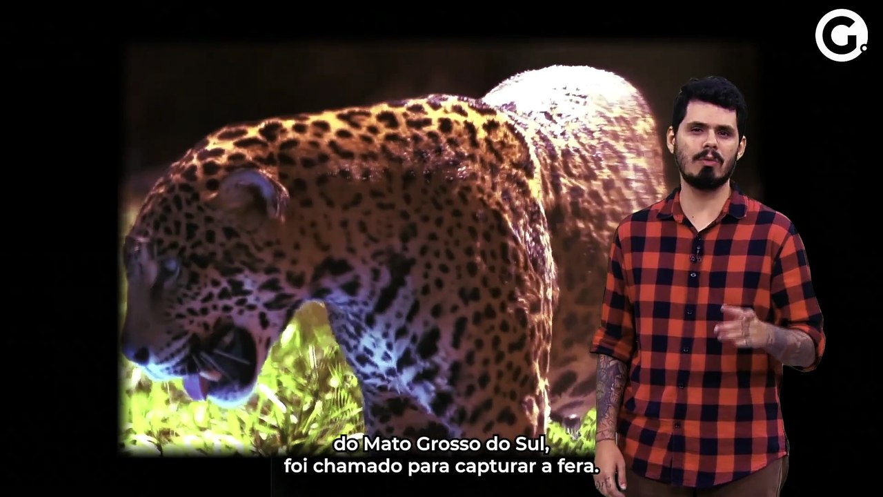 A onça de Domingos Martins: assassina ou pobre gatinho?