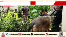 ഷിബുവിന്റെ തിരോധാനം; കഡാവർ ​നായകളെ എത്തിച്ച് തിരച്ചിൽ നടത്തി പൊലീസ്